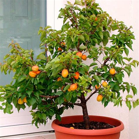 Dwarf Apricot Tree Aprigold