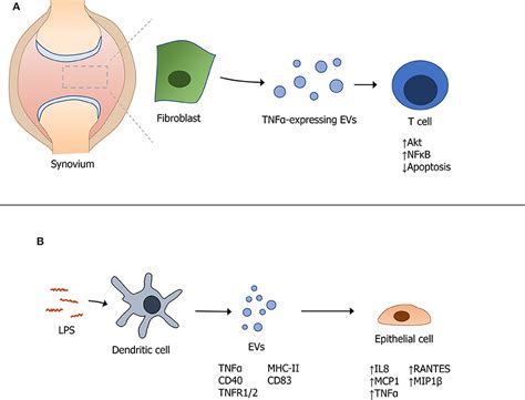 Frontiers Modulating Cytokine Production Via Select Packaging And