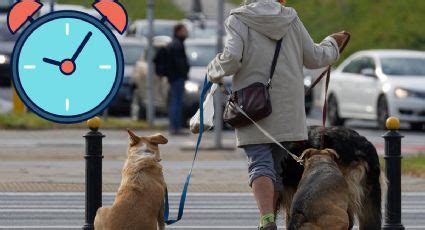 Cuantas Veces Se Debe Pasear A Un Perro Al Dia