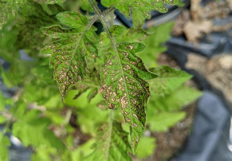 diagnosis - Brown spots with black edges on tomato leaves - Gardening