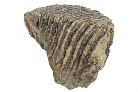 6" Partial Woolly Mammoth Fossil Molar - Poland (#235268) For Sale ...