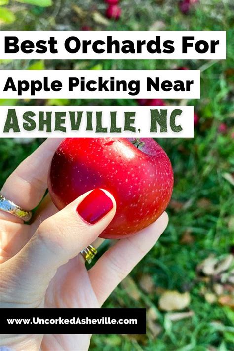 Delicious Apple Orchards In Hendersonville Nc In Apple