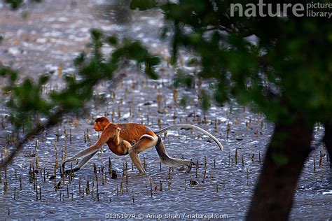 Stock Photo Of Proboscis Monkey Nasalis Larvatus Female Carrying An