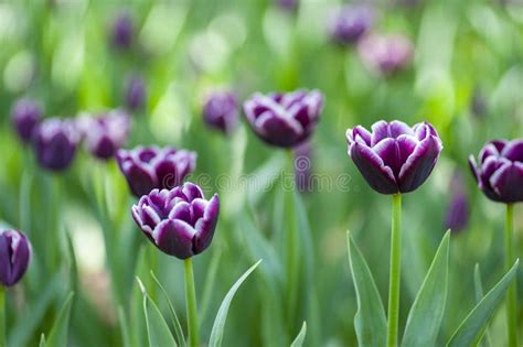 Purple Beautiful Tulips in Garden Stock Image - Image of summer, nature: 267745255