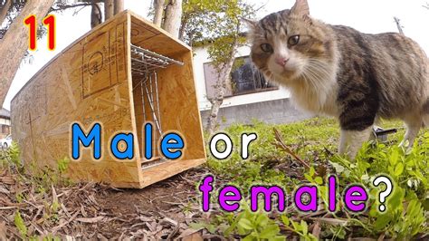 Finding Out Boss Kichi S Sex Backyard Cat Part Youtube