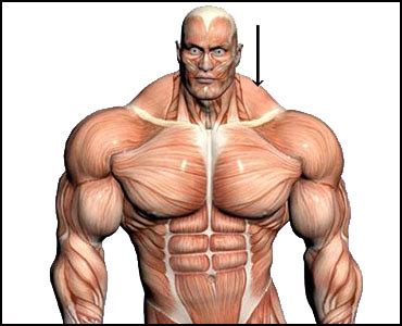 SEO (Synthol) Guide - Traps • HowToDoInjections.com