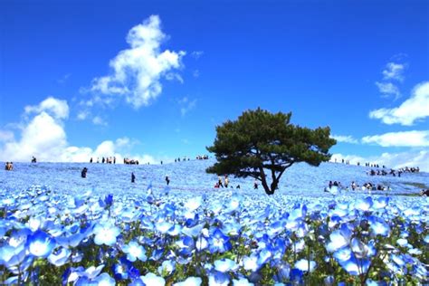 国営ひたち海浜公園