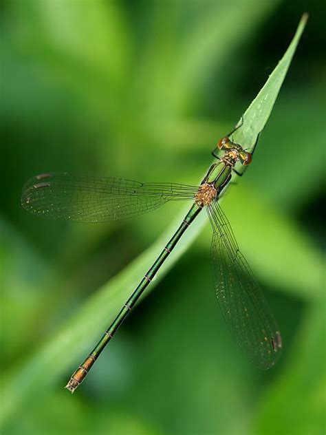 What S The Difference Between Damselflies And Dragonflies Damselfly