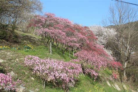 南陽市の隠れた桜の名所2か所目は梅と桜が一緒に咲く小さな山の土手です 南陽市の東の金沢地区の集落の中ほどの山すそに遠くからでも桜の咲いているの