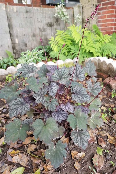 How to Grow and Care for Coral Bells (Heuchera) | Gardener’s Path