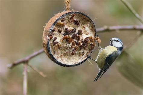 Nourrir Les Oiseaux En Hiver Avec Quoi Quand Et Comment Jardin