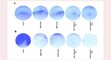 Comparative Effects Of Nonencapsulated Egcg And Chit Nanoegcg Treatment