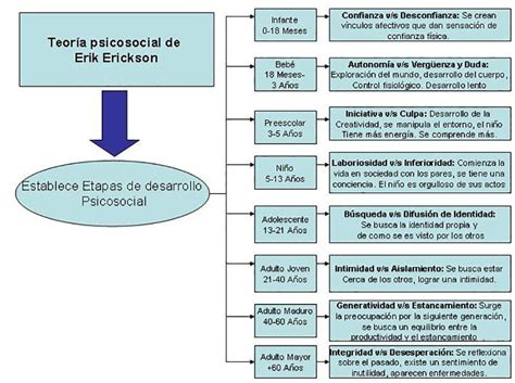 La TeorÍa De Erik Erikson Las Etapas Del Desarrollo Psicosocial