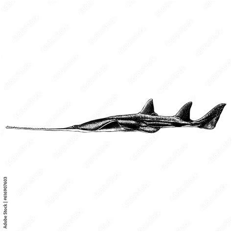 Sawfish Hand Drawing Vector Isolated On Background Stock Vector