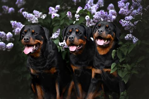 4 Características Do Cachorro Da Raça Rottweiler Portal Edicase