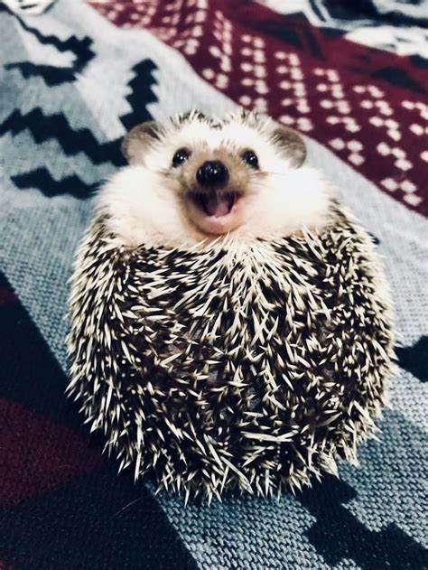 Meet Rick The Happiest Hedgehog From Ukraine Hedgehog Pet Cute