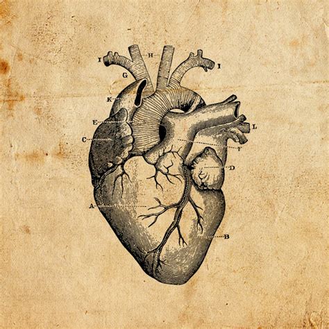 Vintage Heart Vector Png Jpeg Digital Download Art Print T