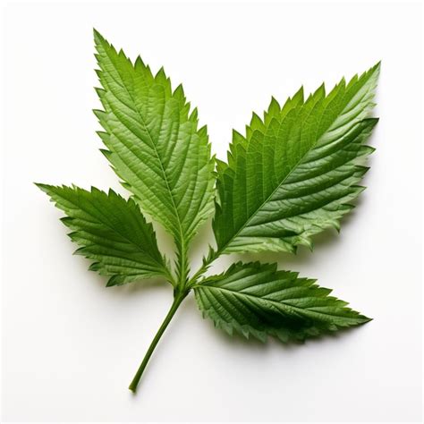 Premium Ai Image Isolated Of A Fuzzy Stinging Nettle Leaf On White B