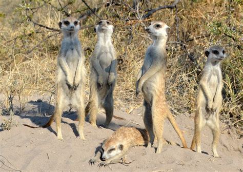 Meerkat ‘family portrait’ – f4 Inspirational Images