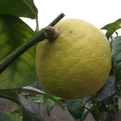 Bergamot Orange Tree Citrus Bergamia