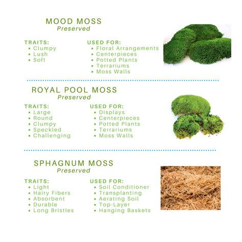 Guide To Moss Great Growins