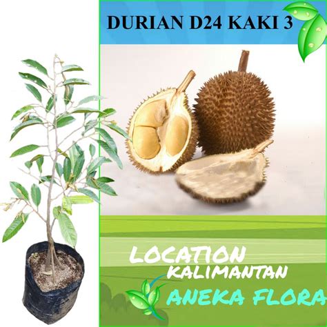 Jual Bibit Durian D24 Kaki 3 Okulasi Unggul 1Meter Up BELI 5 BONUS 1