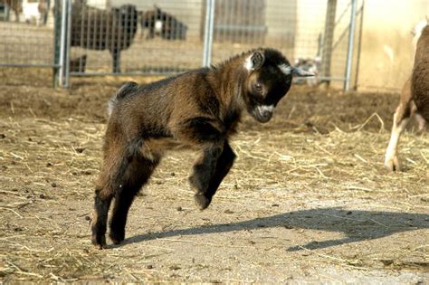 350+ Baby Goat Jumping Stock Photos, Pictures & Royalty-Free Images - iStock