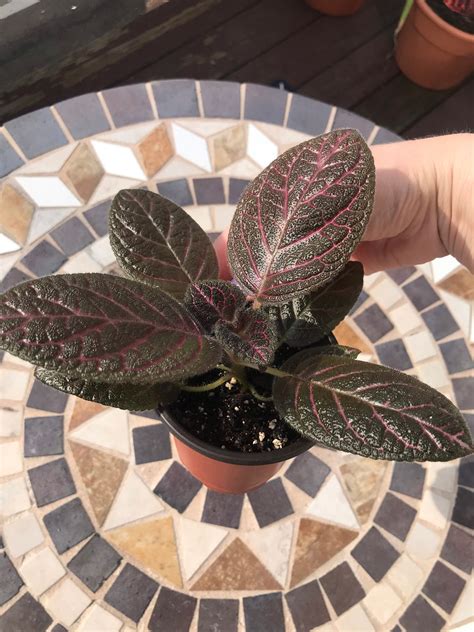 Episcia Kee Wee Etsy