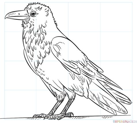 Comment dessiner un corbeau étape par étape tout degorgement