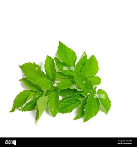 Ground Elder Aegopodium Podagraria Isolated Against White Background