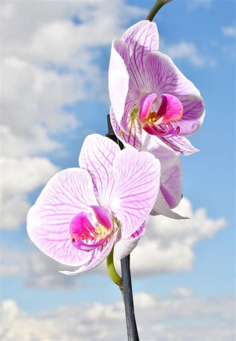 Phalaenopsis Flower Latin Phalaenopsis Or Orchid Latin Orchidaceae Of