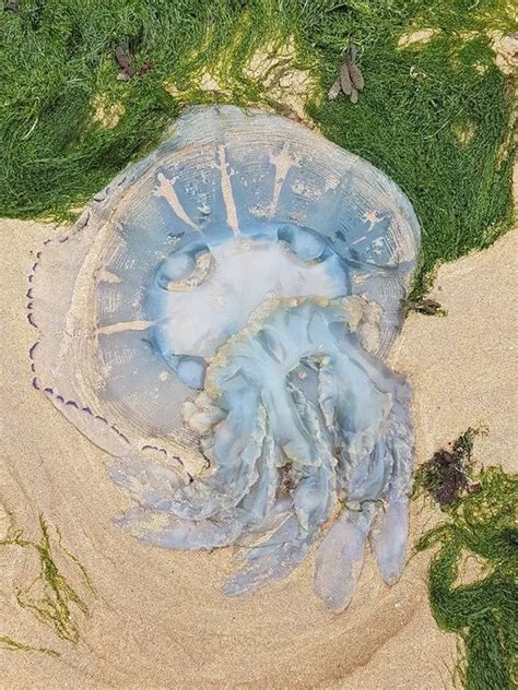 Hordes Of Huge Jellyfish Have Washed Up On The West Wales Coast Wales