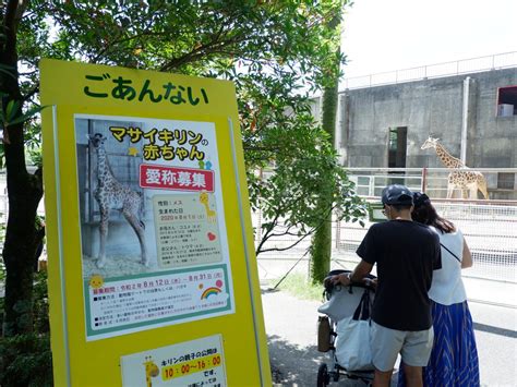 宮崎市フェニックス自然動物園でキリンの赤ちゃん公開へ 愛称の公募も ひなた宮崎経済新聞