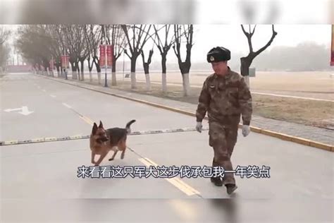 见过军犬怎么走军步的吗？来看看这只军犬，这步伐承包我一年笑点 军犬 步伐 承包