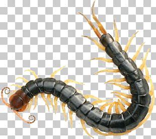 Scolopendra Gigantea Insect Centipedes Millipede PNG, Clipart, Animals, Black And White ...