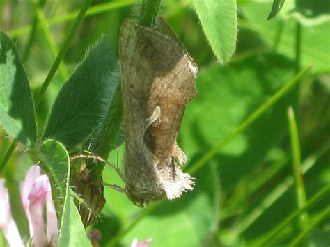 Wisconsin Butterflies And Moths Of North America