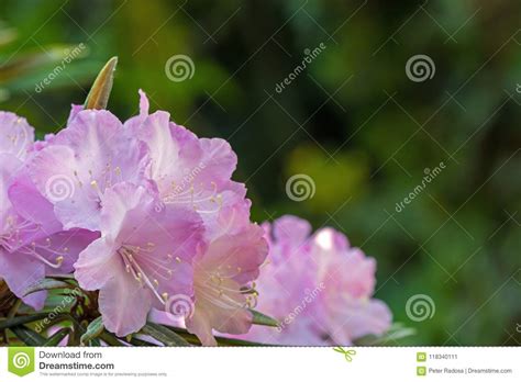 Flores Das Folhas Do Rododendro E Do Verde Imagem De Stock Imagem De