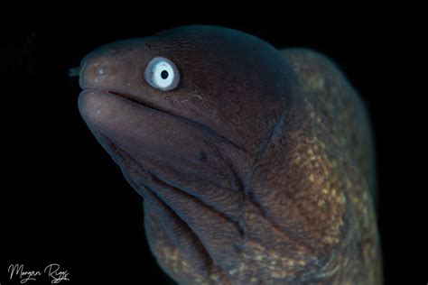 Do Eels Have Gills? - Murex Resorts