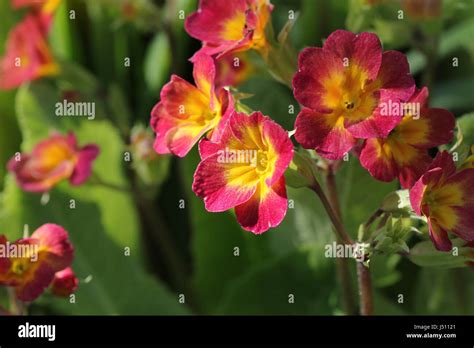 Perennial Primrose Or Primula In The Spring Garden Spring Primroses