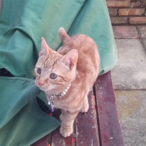 Lost Cat Ginger Cat Called Biscuit Carterton Area Oxfordshire