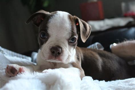 What Is A Cleft Palate In Dogs Canna Pet®