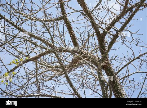 Silk Floss Tree Fruits Ceiba Speciosa Hi Res Stock Photography And