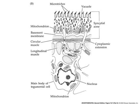 Phylum Platyhelminthes Flat Worms Flashcards Quizlet