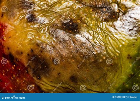 The Surface Of The Spoiled Fruit Stock Image Image Of Discard