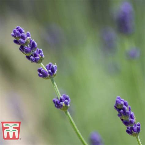 Lavender Imperial Gem Plants Thompson And Morgan