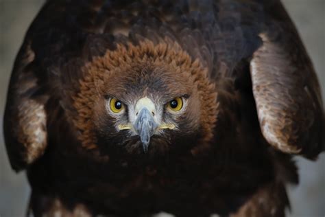 Close up of Eagle · Free Stock Photo