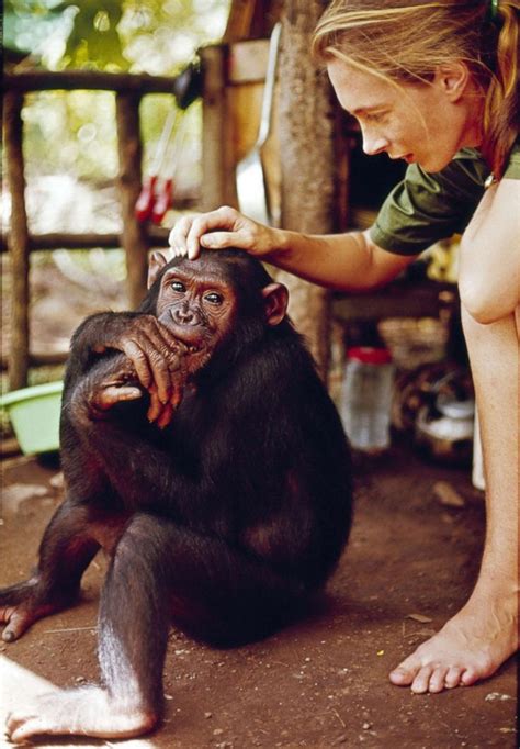 Jane Goodall On 60 Years Of Studying Chimpanzees In Africa Were