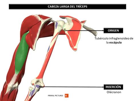 Mejores Ejercicios Para Tr Ceps Estimulando Sus Cabezas