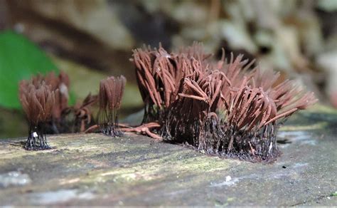 Maryland Biodiversity Project Chocolate Tube Slimes Stemonitis Sp