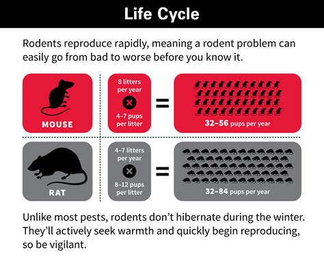 Rodent Control Get Rid Of Rats And Mice